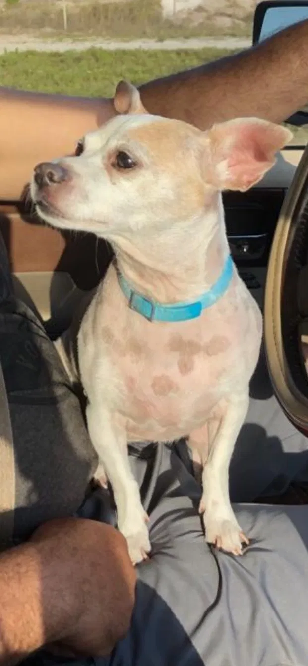 Lost dog in Fort Lauderdale, FL, 33309
