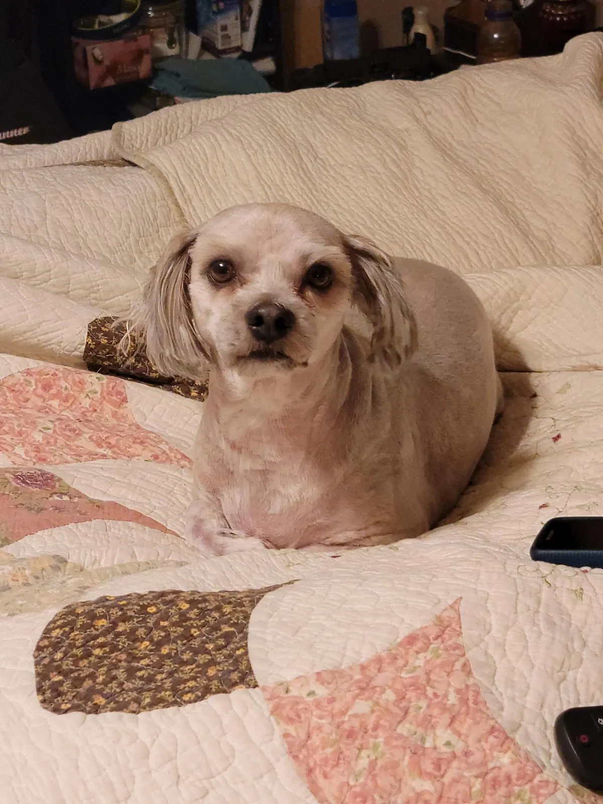 Lost dog in Denham Springs, LA, 70726