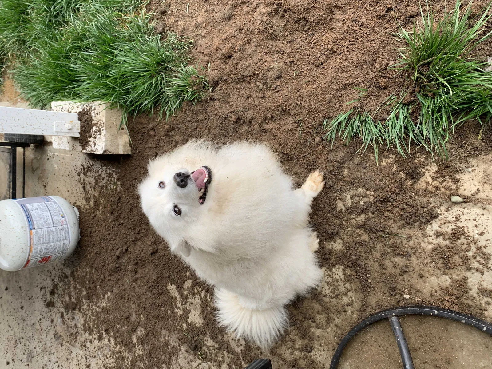 Lost dog in San Diego, CA, 92154