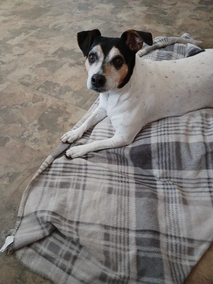 Lost dog in Picayune, MS, 39466