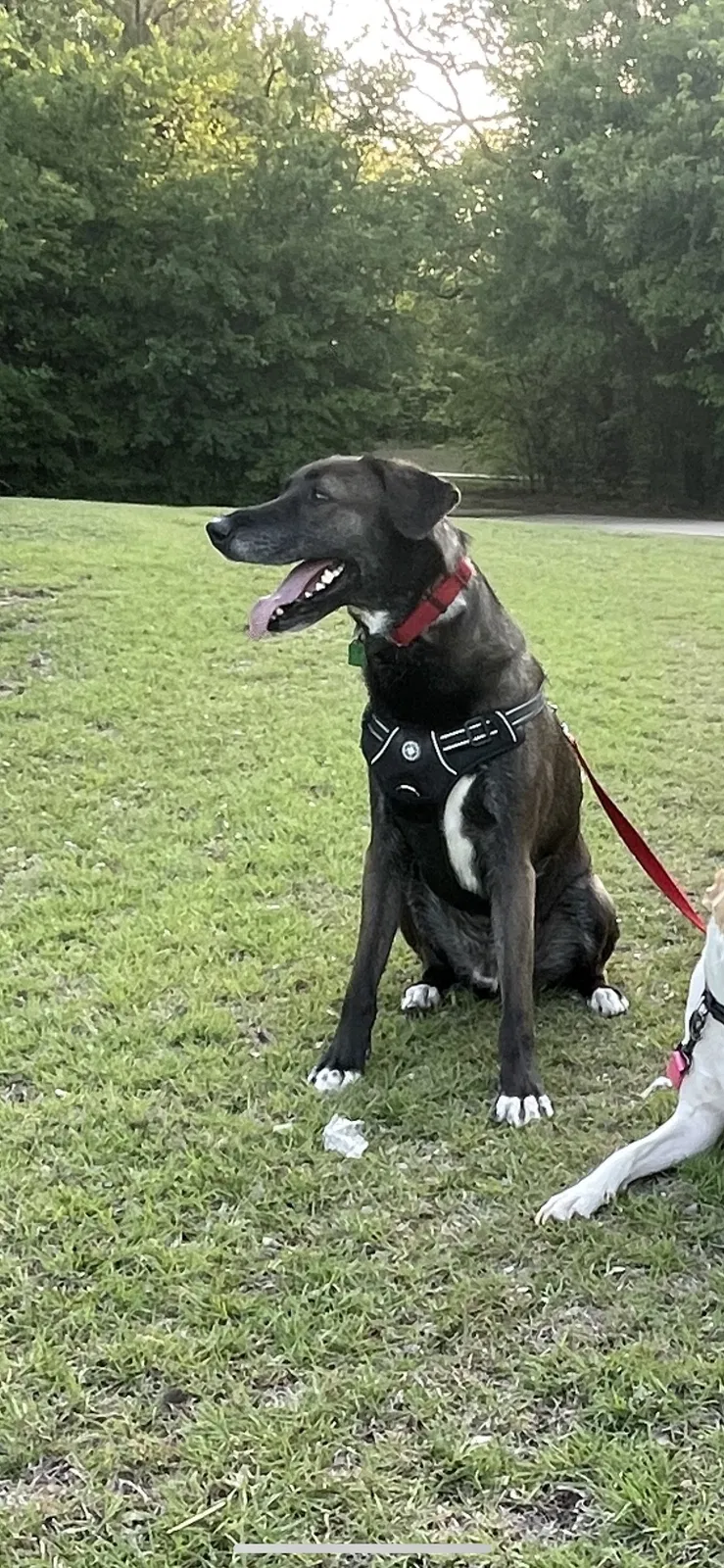 Lost dog in Lake Dallas, TX, 75065