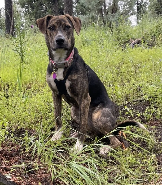 Lost dog in Albuquerque, NM, 87105
