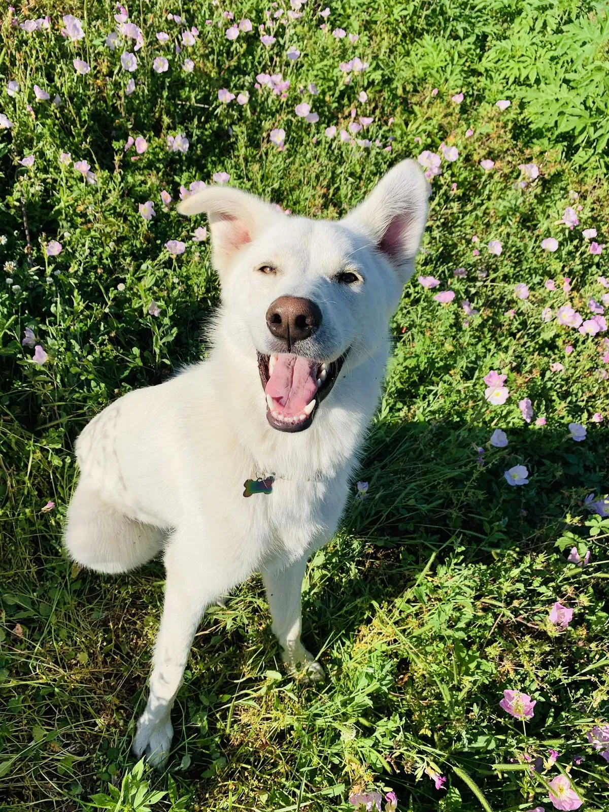 Lost dog in Schriever, LA, 70395