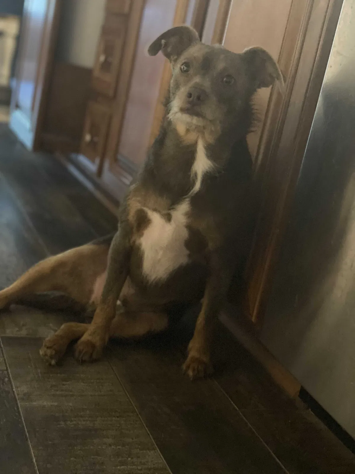 Lost dog in Royse City, TX, 75189