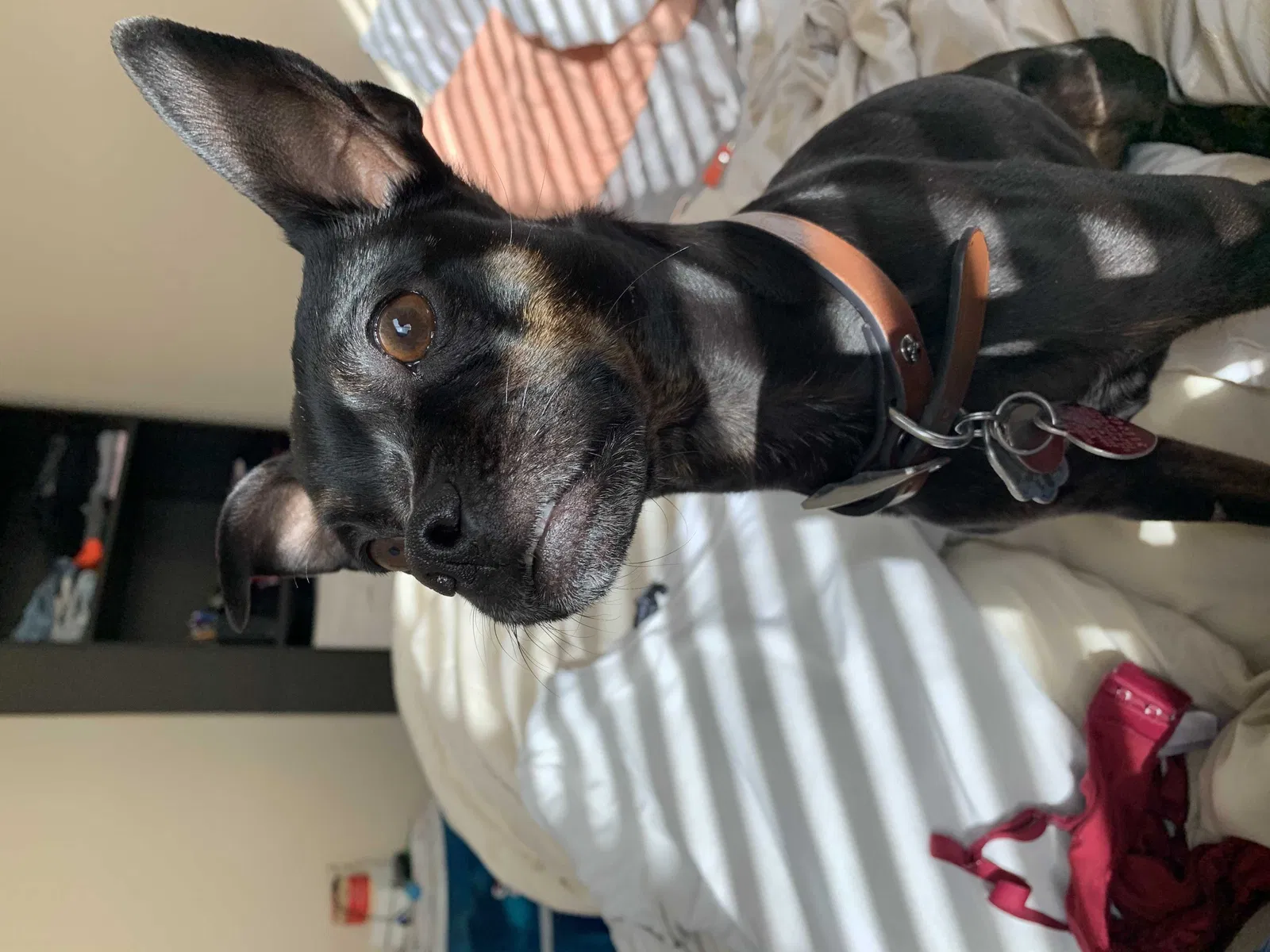 Lost dog in Henderson, NV, 89002