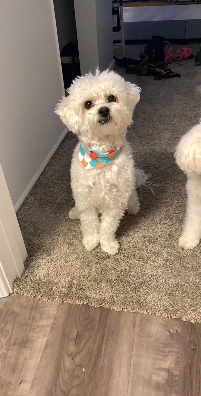 Lost dog in San Clemente, CA, 92672