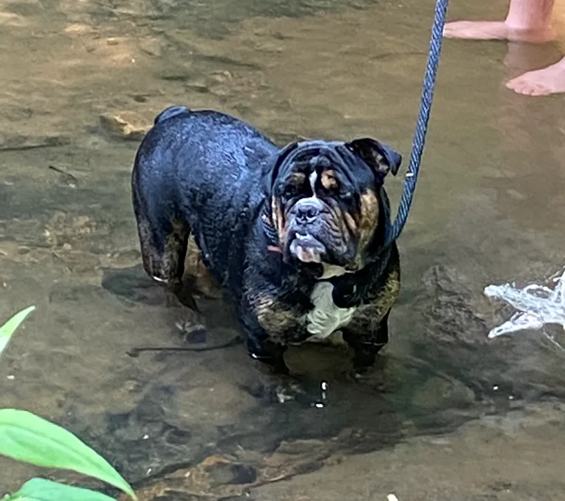 Lost dog in Pegram, TN, 37143