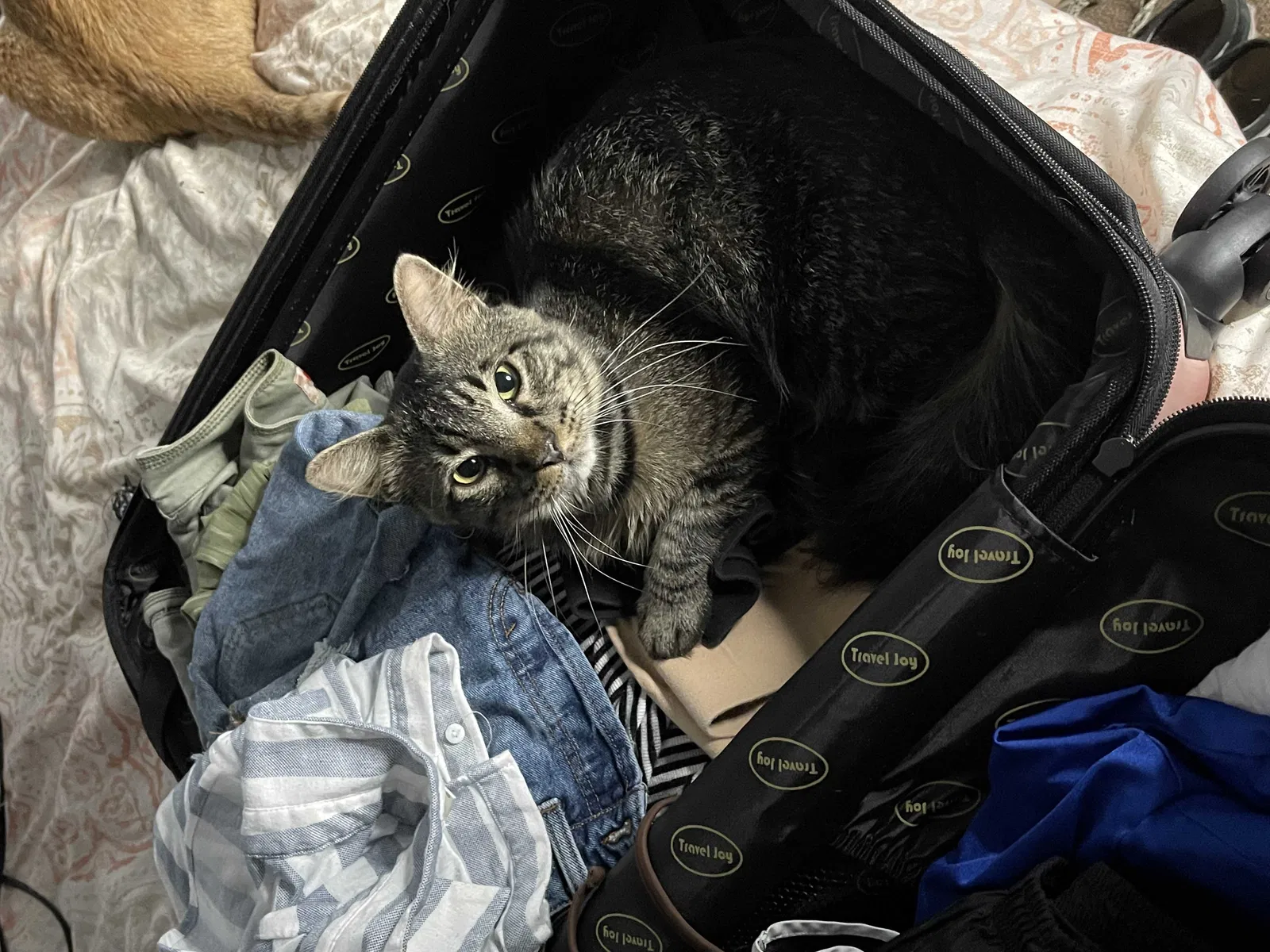 Lost cat in New Orleans, LA, 70114