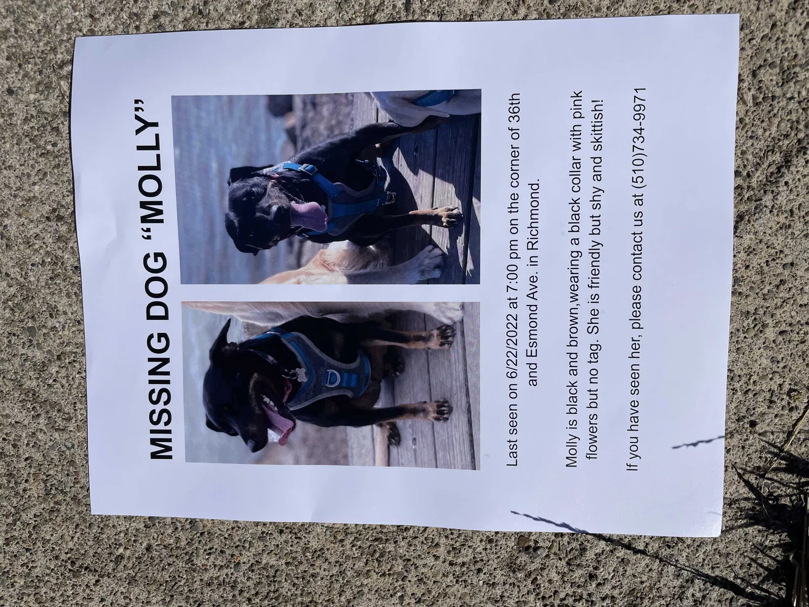 Lost dog in Richmond, CA, 94805
