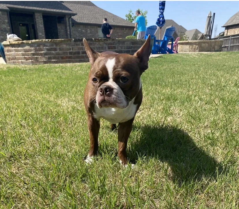 Lost dog in Norman, OK, 73072