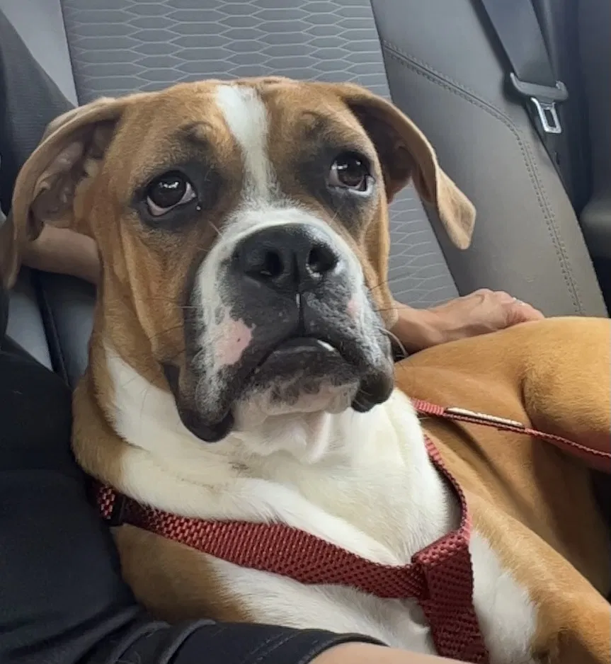 Lost dog in San Antonio, TX, 78223