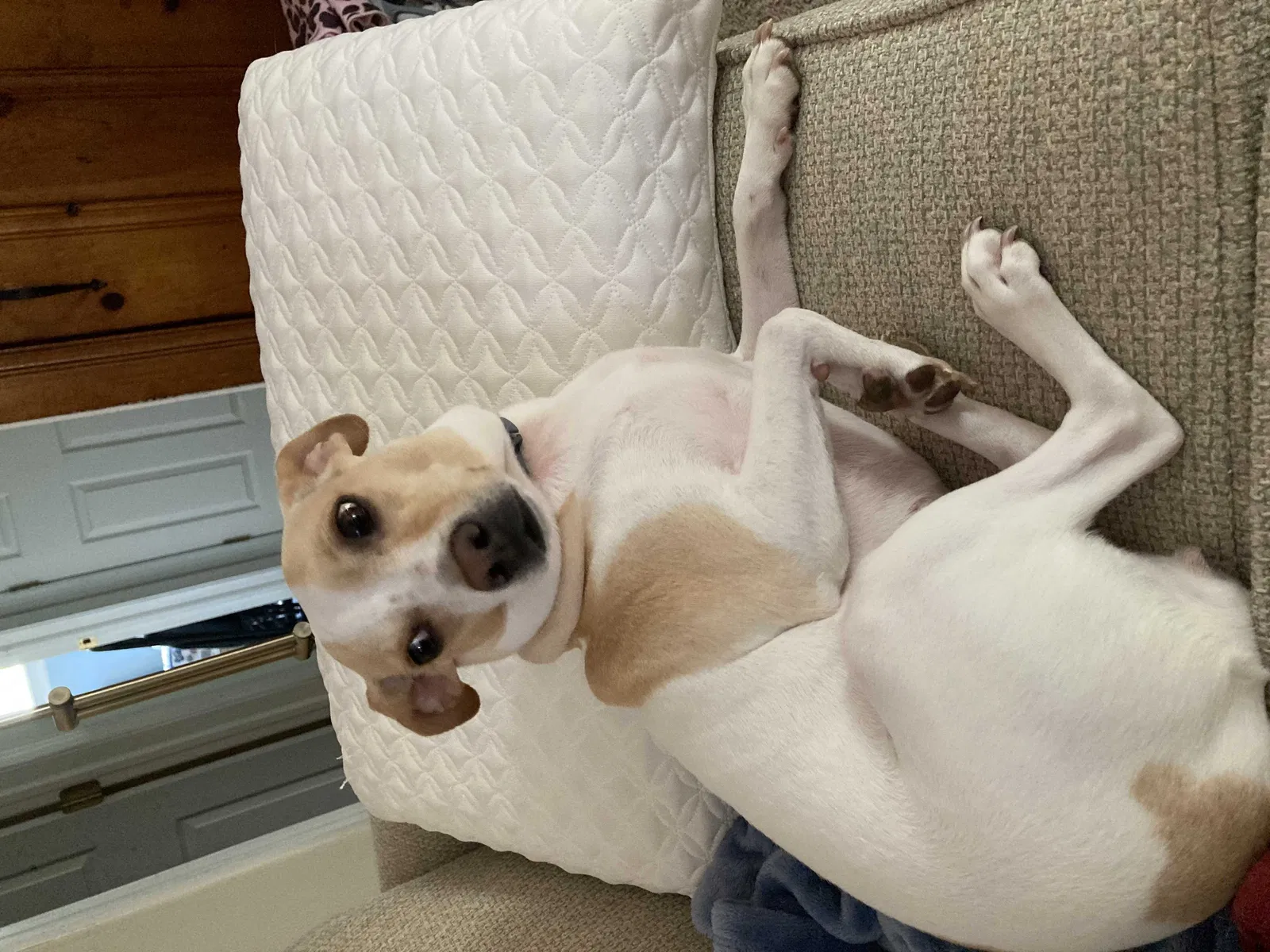 Lost dog in King Of Prussia, PA, 19406