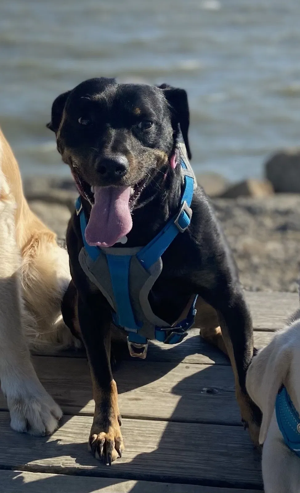 Lost dog in Richmond, CA, 94805