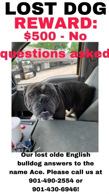 Lost dog in Memphis, TN, 38111