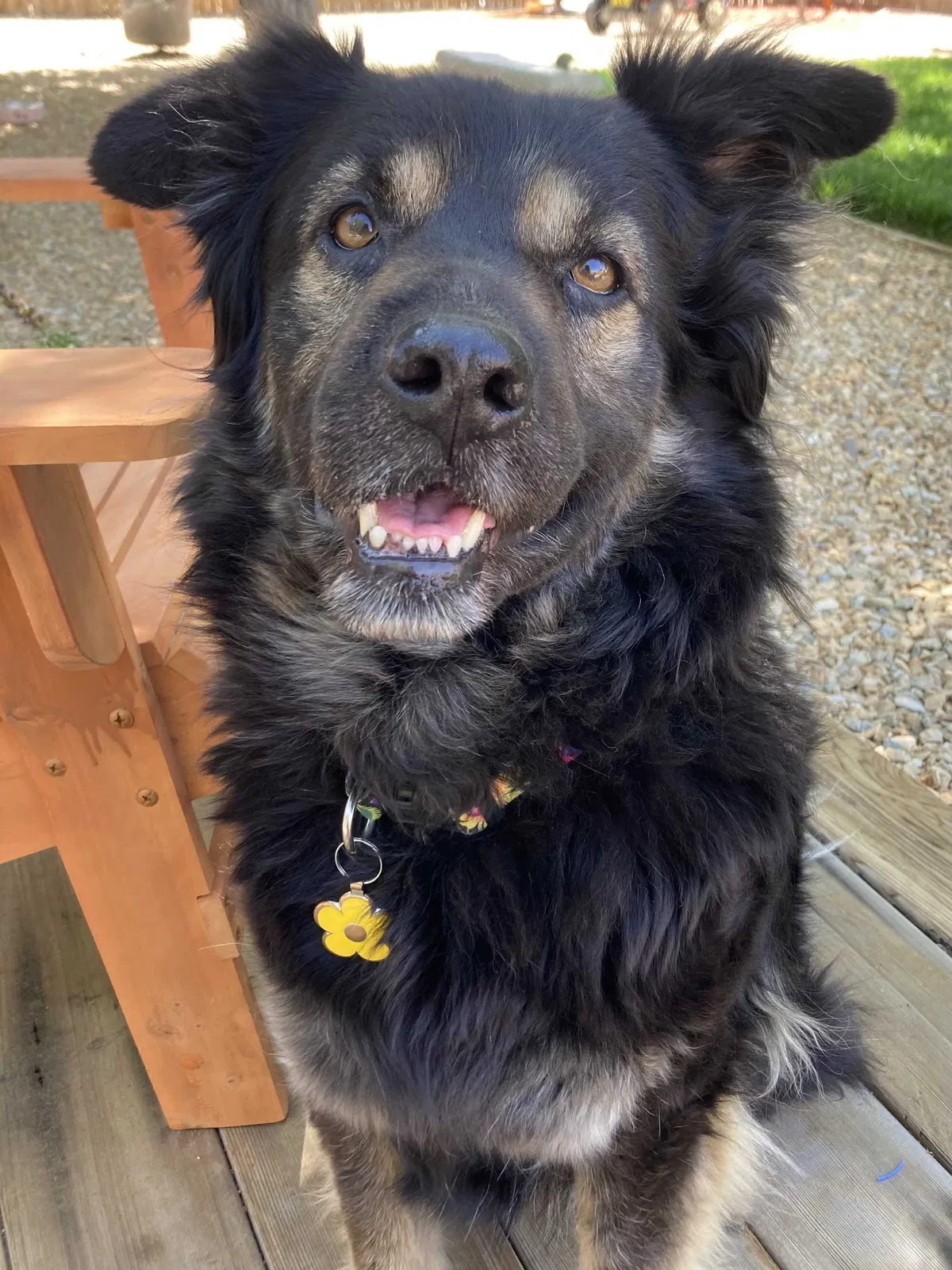 Lost dog in Apple Valley, CA, 92307