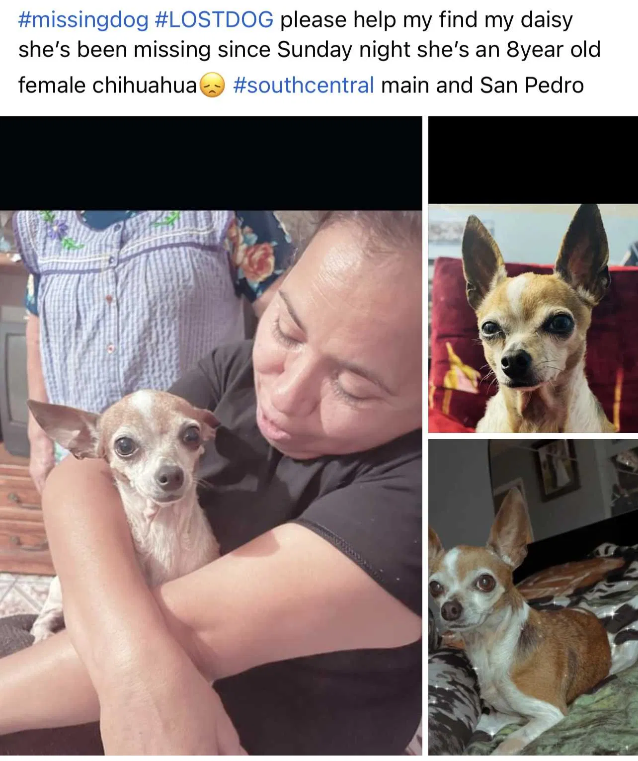 Lost dog in Los Angeles, CA, 90011