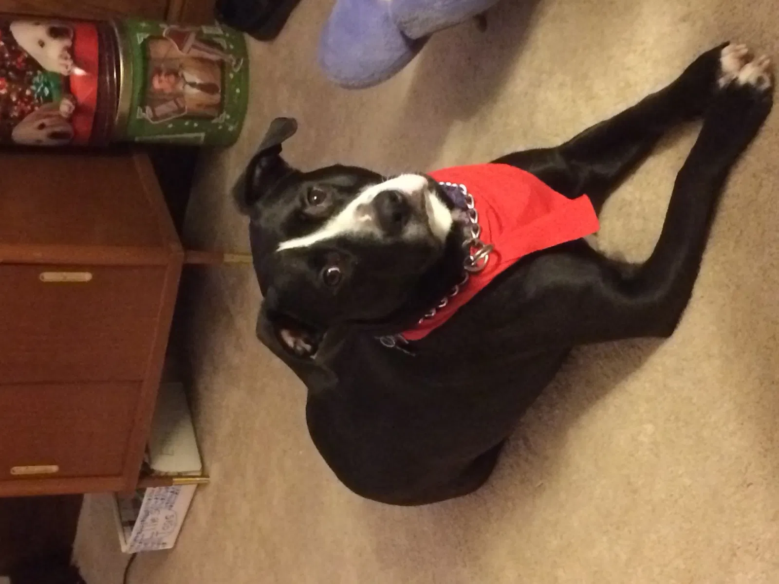 Lost dog in Maple Heights, OH, 44137