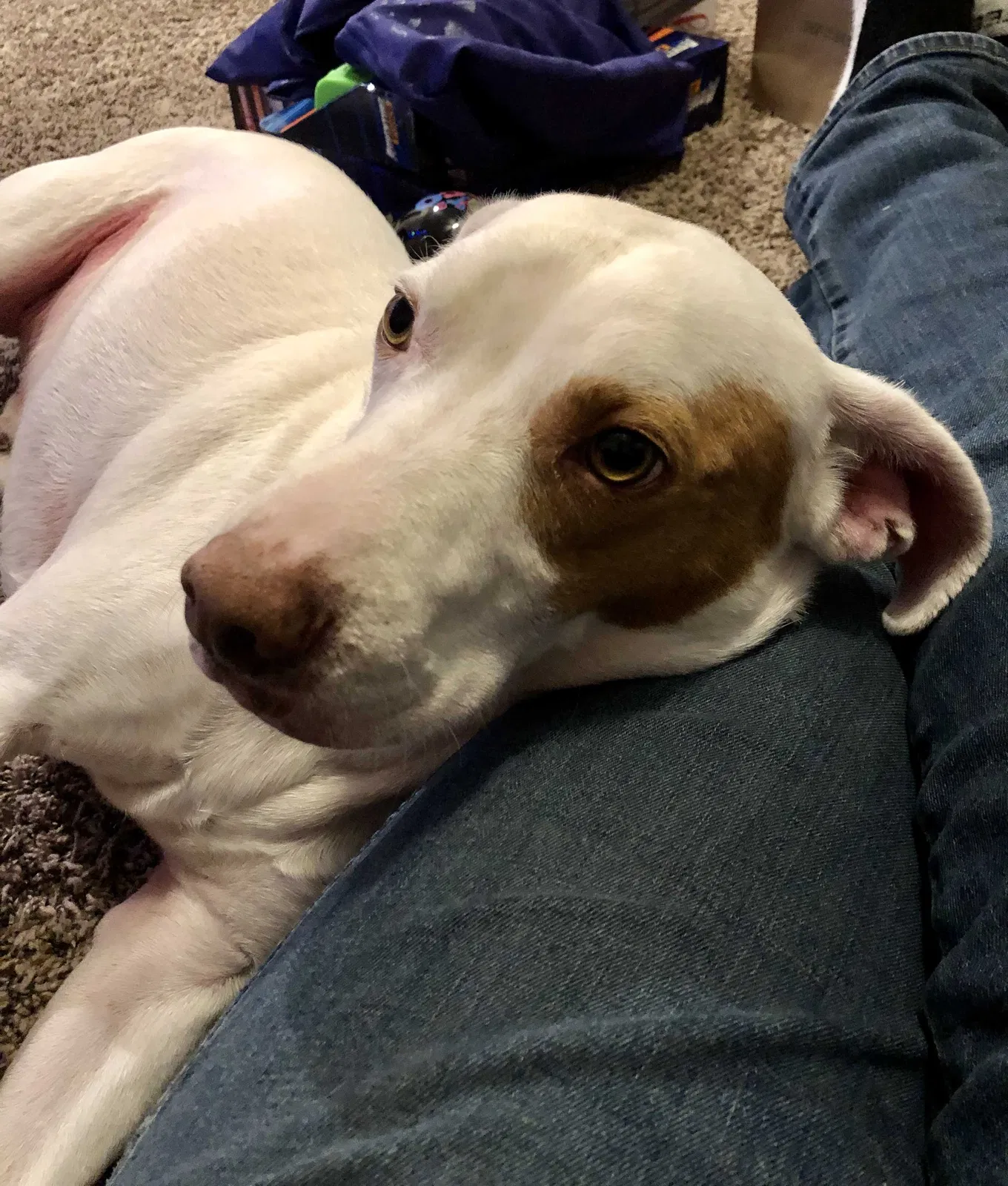 Lost dog in El Paso, TX, 79911