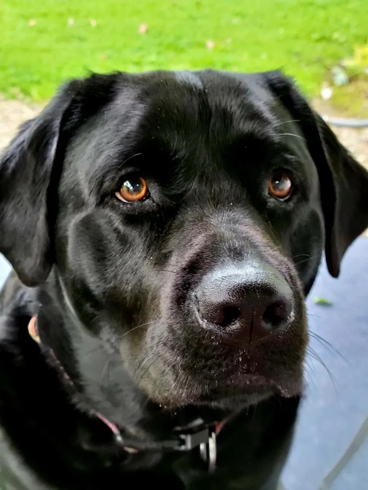 Lost dog in North Lawrence, OH, 44666