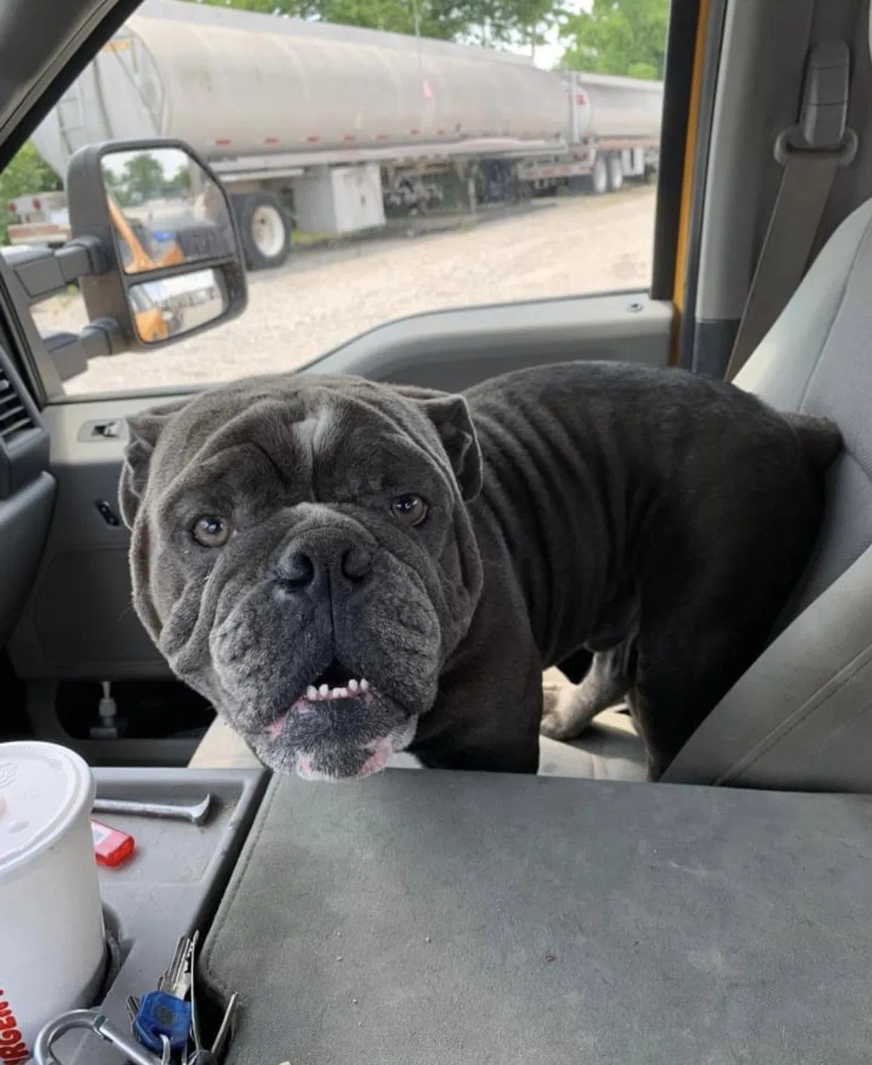 Lost dog in Memphis, TN, 38111