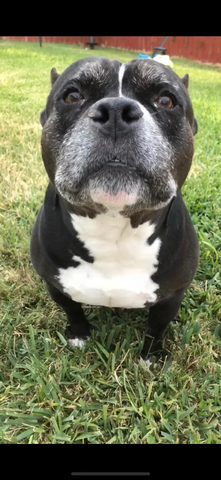 Lost dog in Laredo, TX, 78046