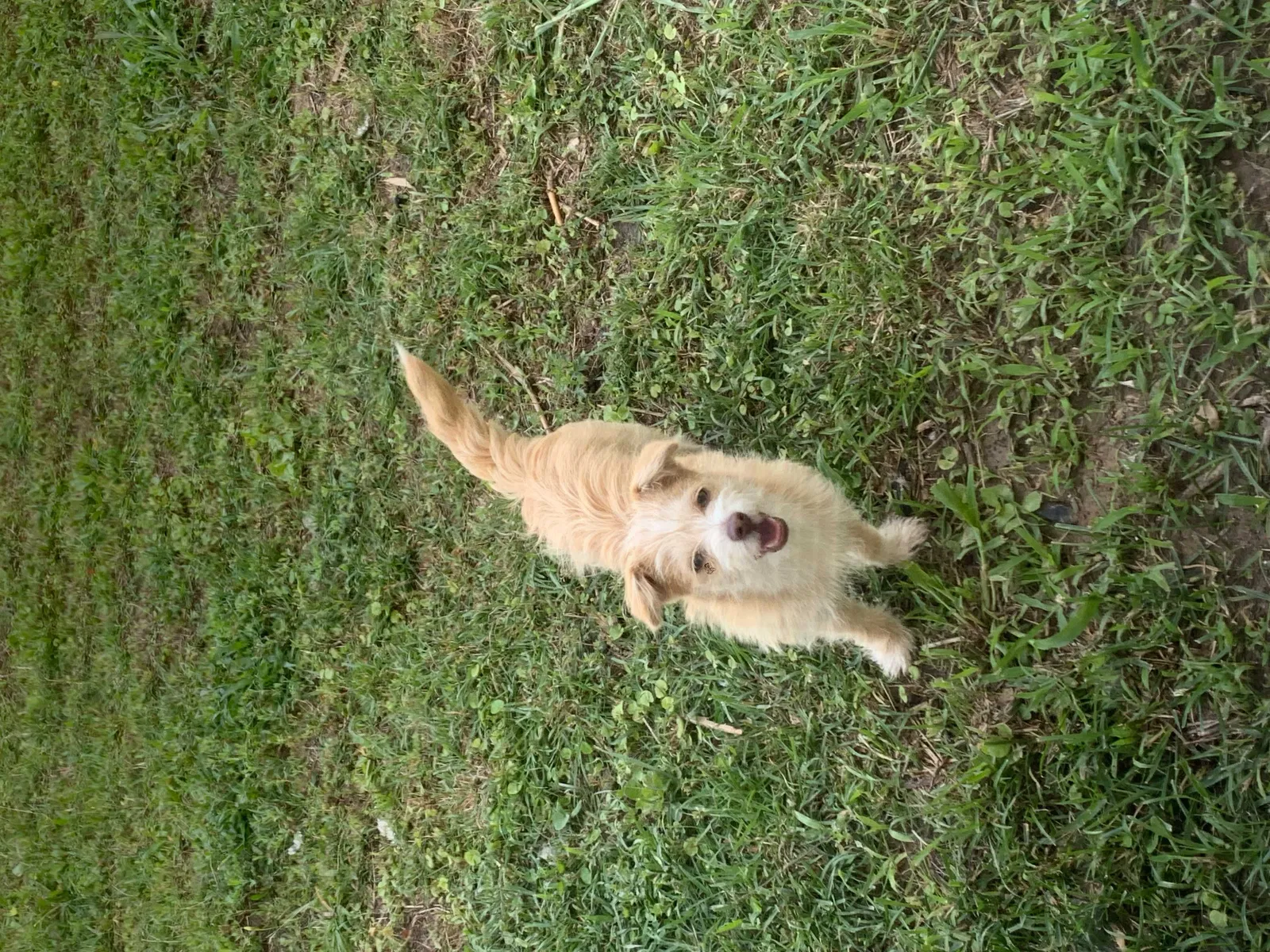 Lost dog in Austin, TX, 78754