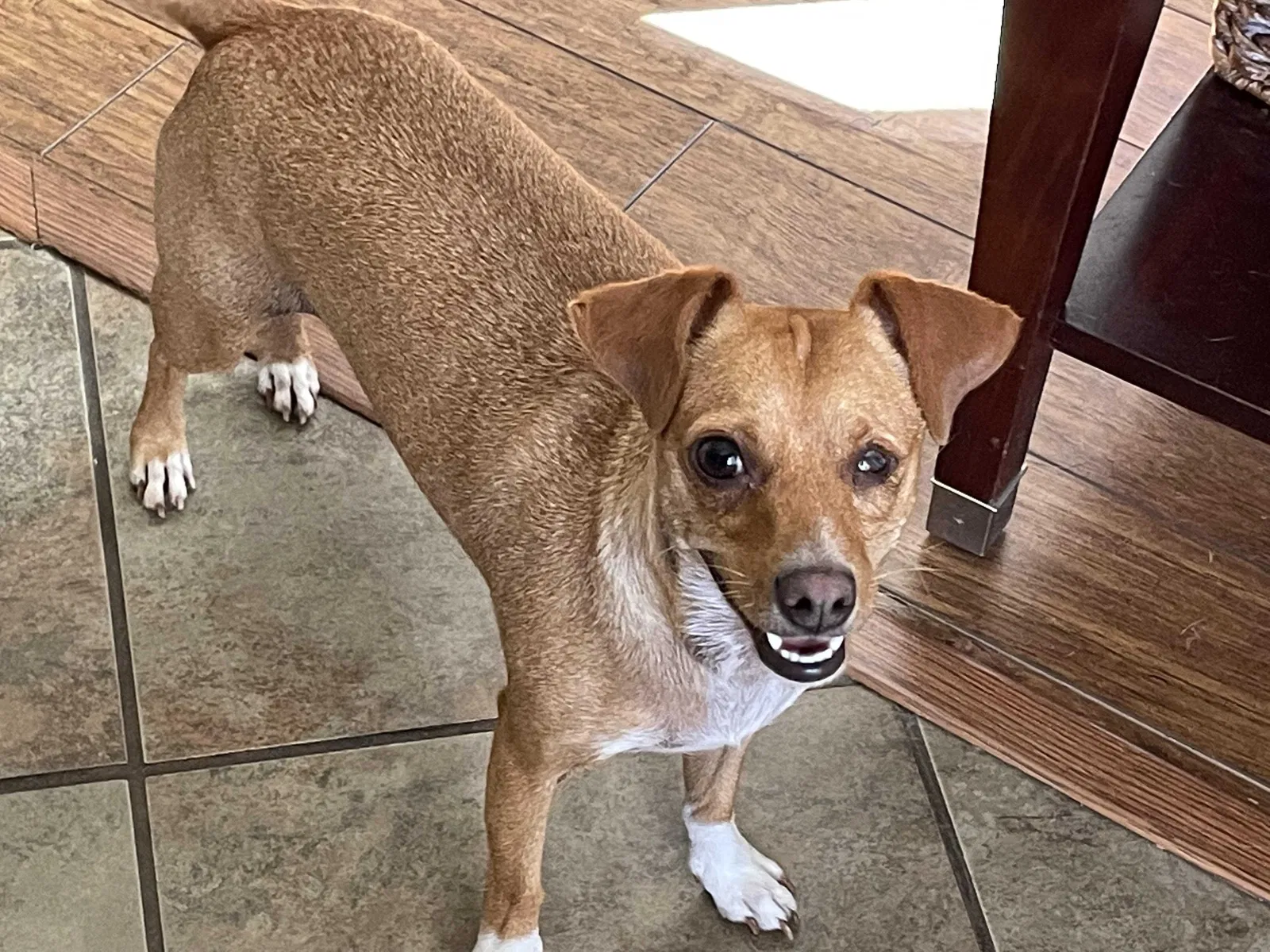 Lost dog in Austin, TX, 78747