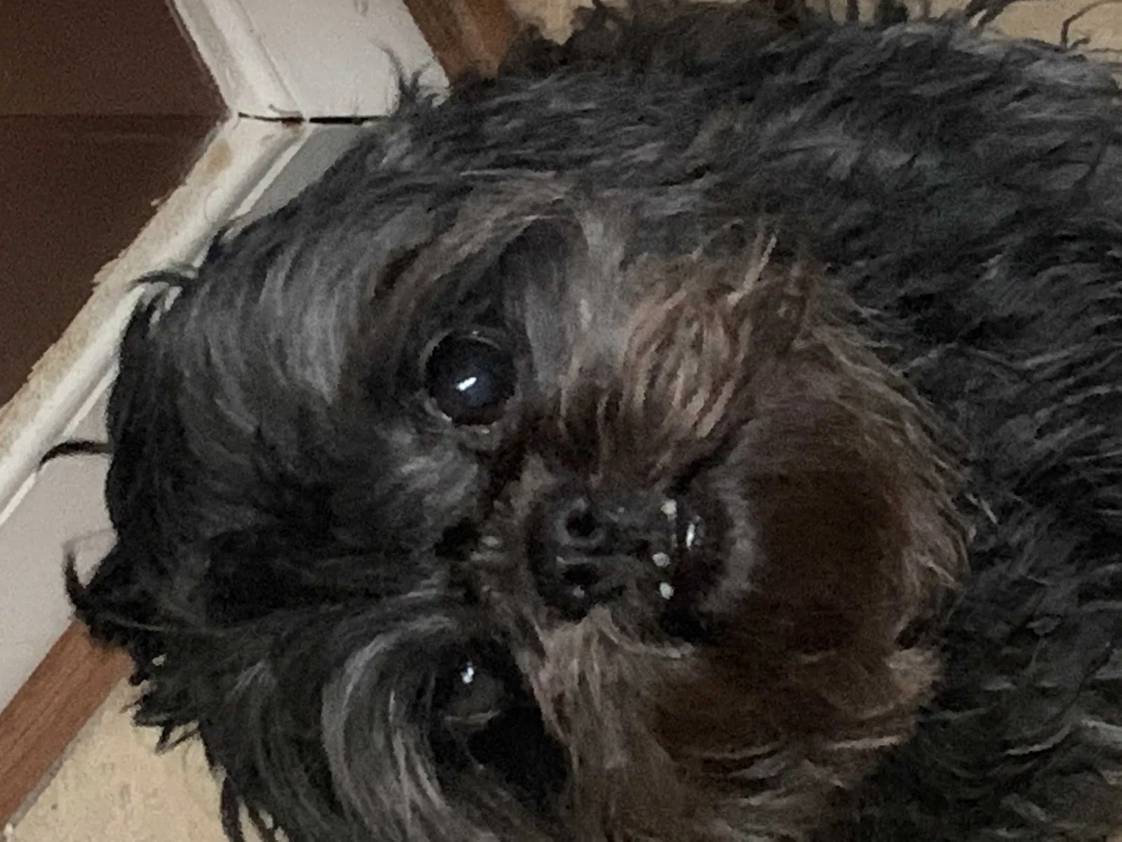 Lost dog in Hopewell, VA, 23860