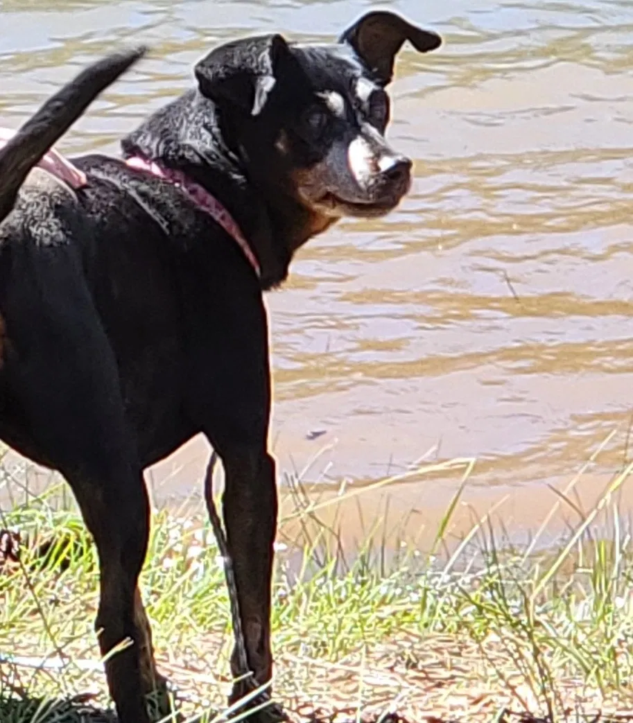 Lost dog in Truckee, CA, 96161