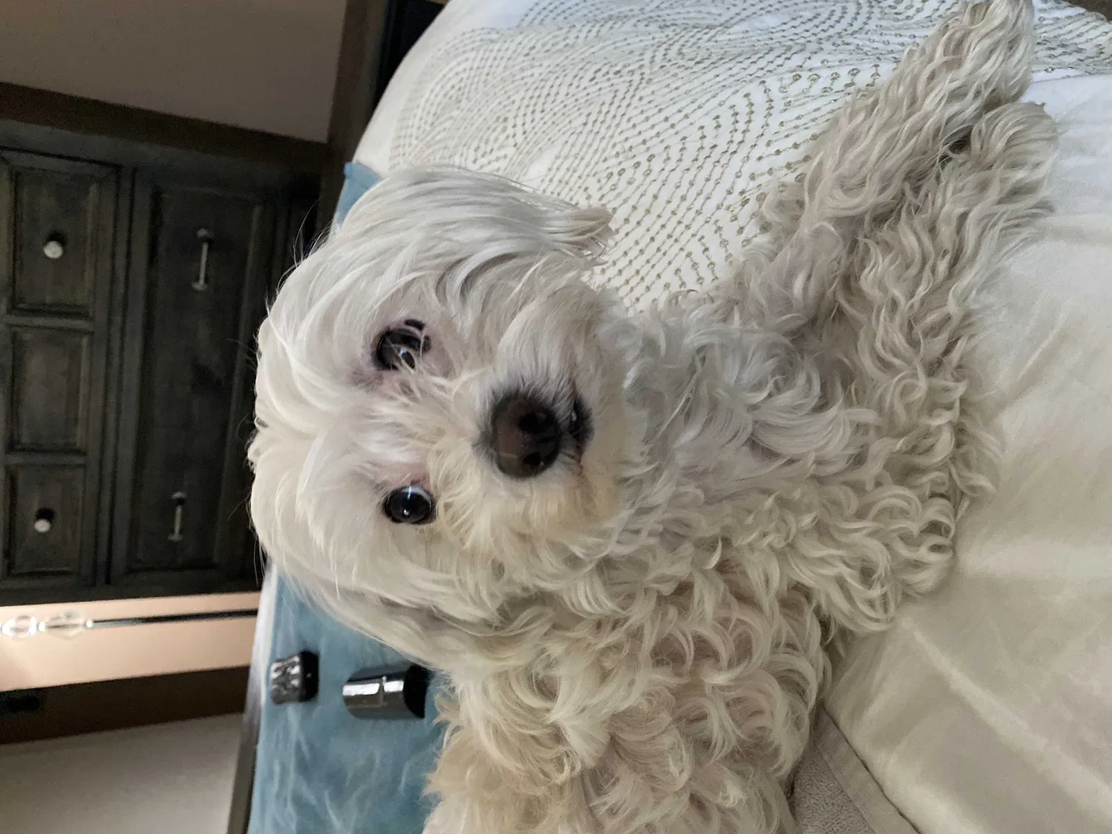 Lost dog in Hayward, CA, 94541