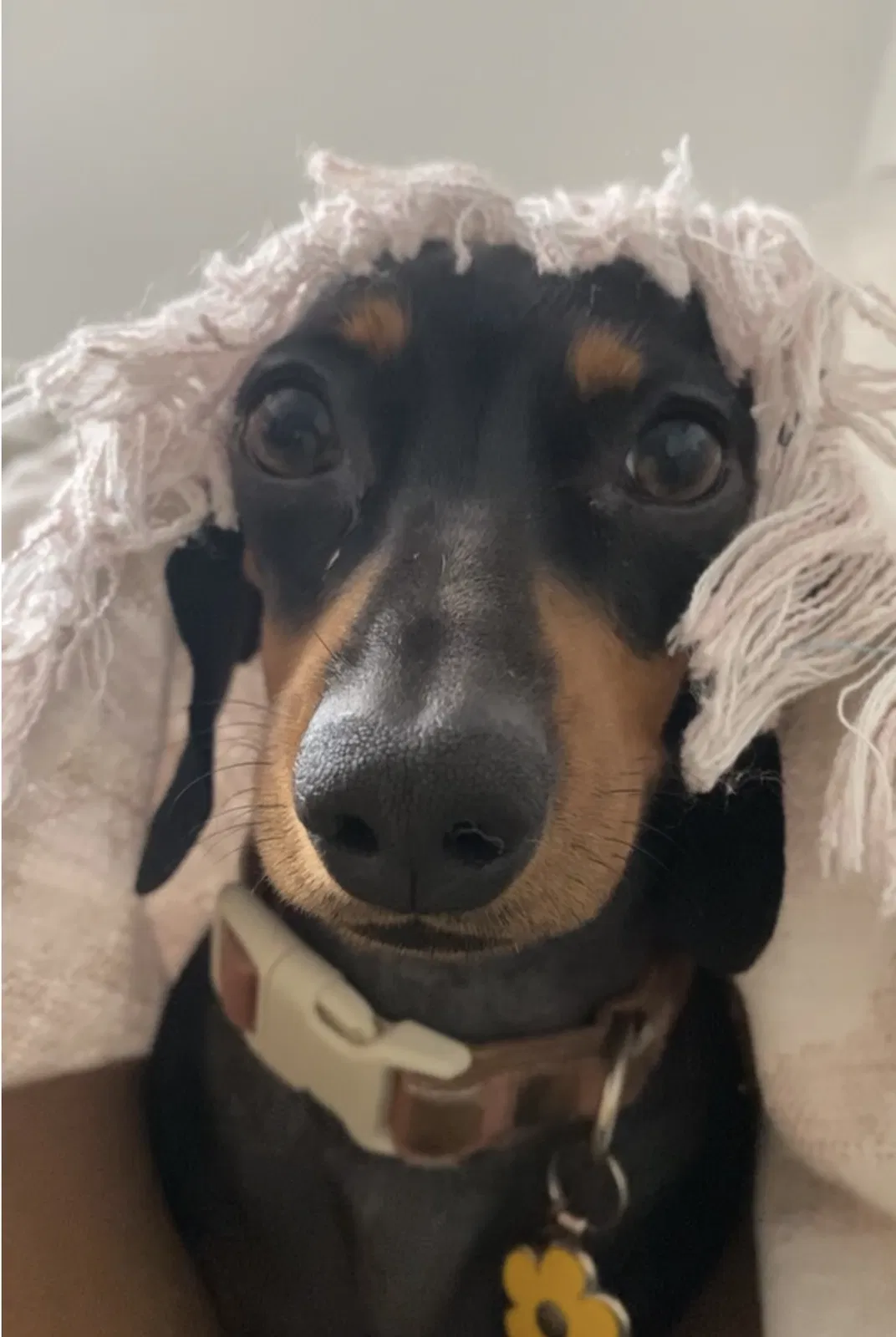 Lost dog in Mission, TX, 78573