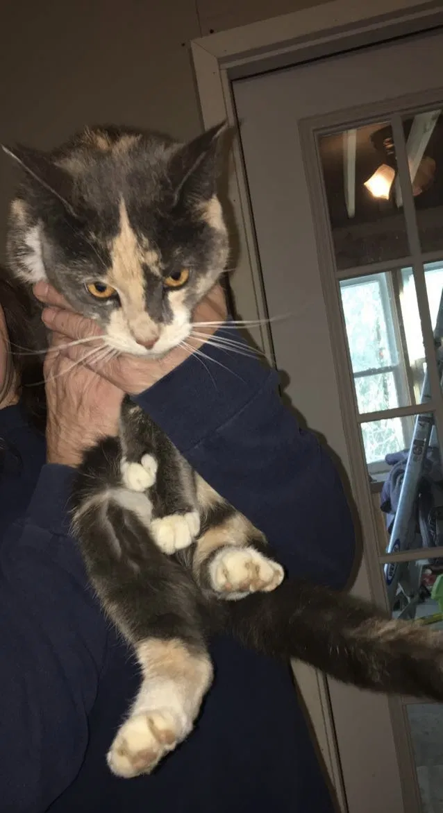 Lost cat in Glen Mills, PA, 19342