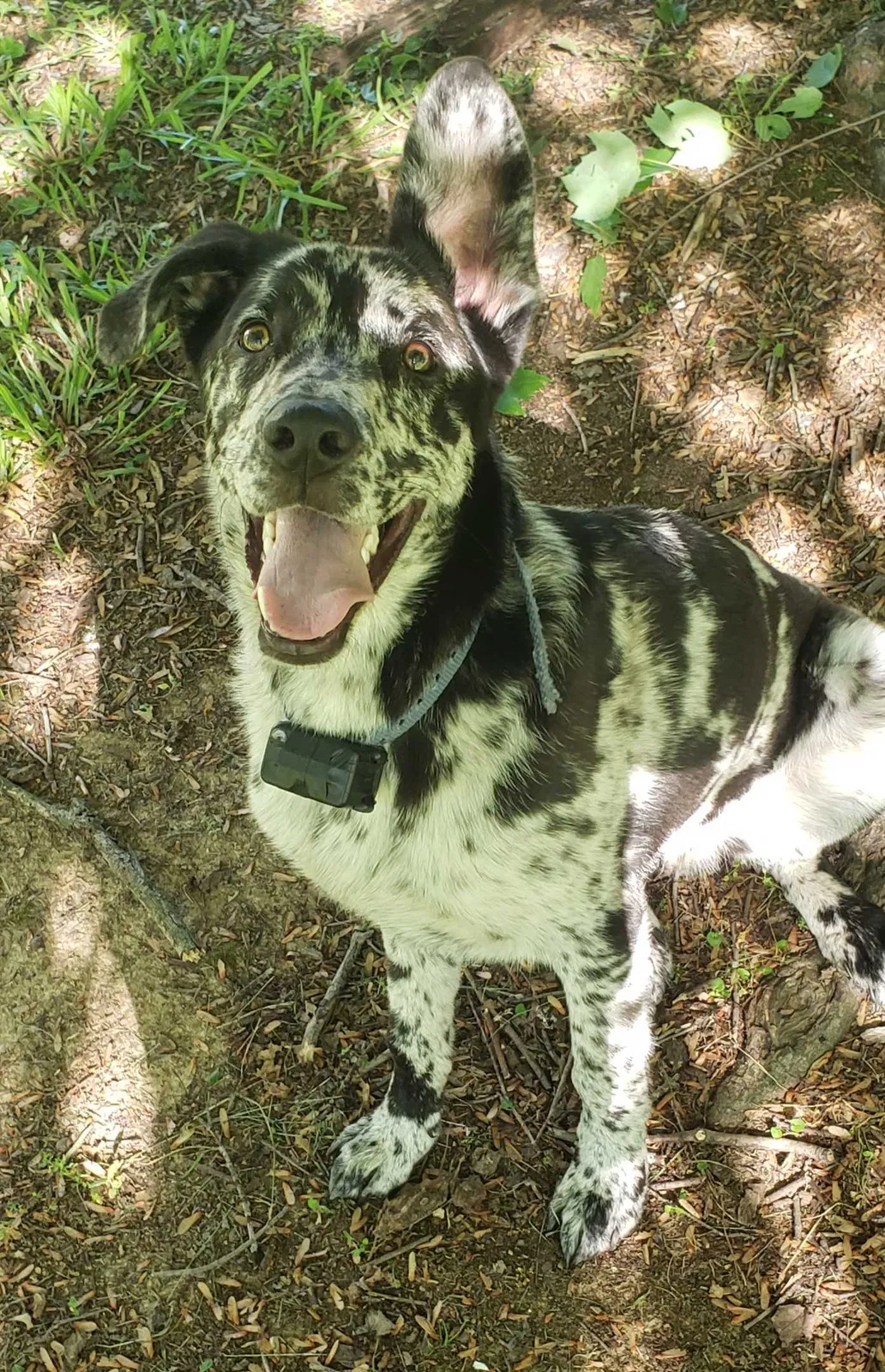 Lost dog in Evansville, IN, 47715