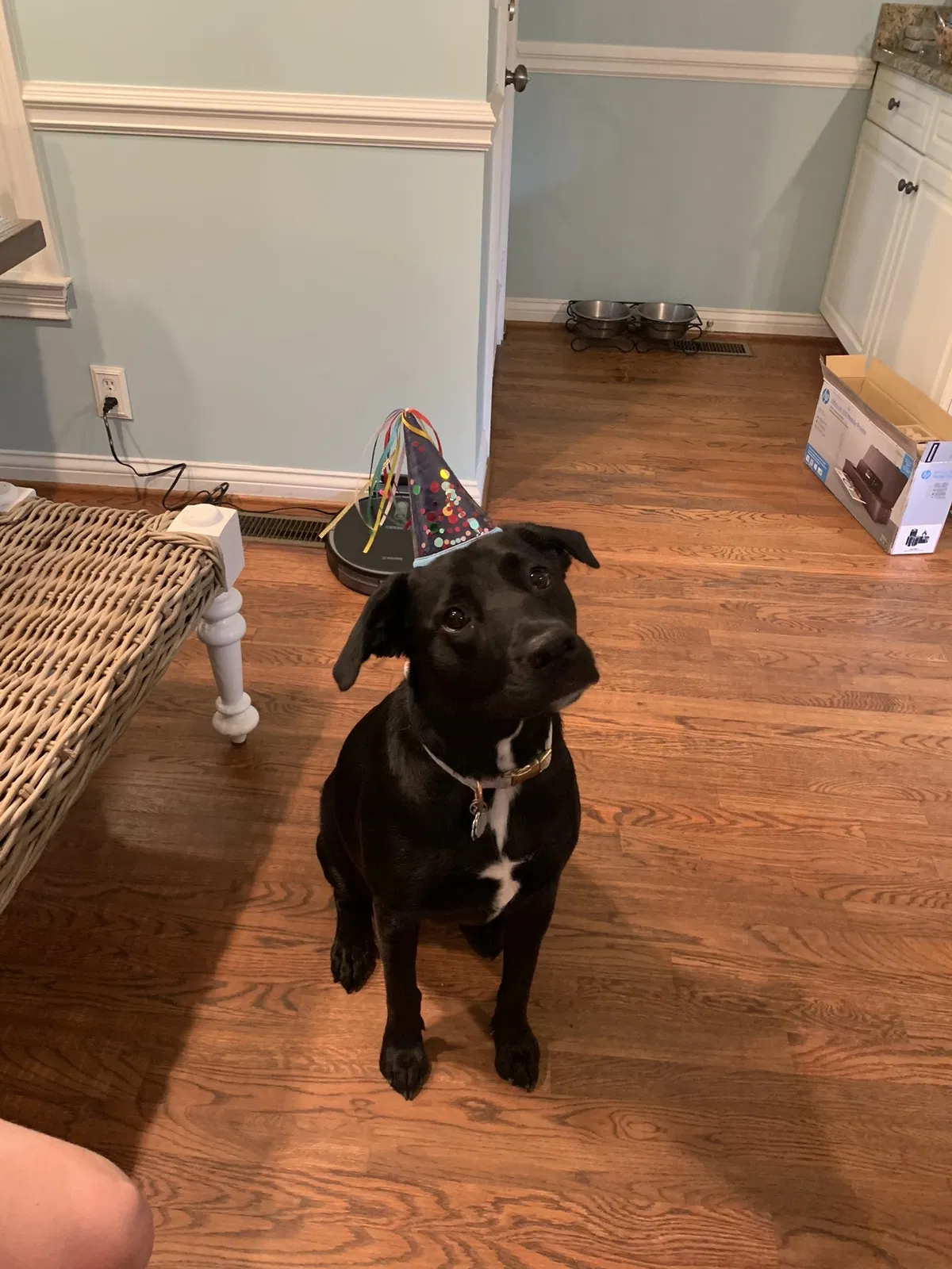 Lost dog in Brentwood, TN, 37027