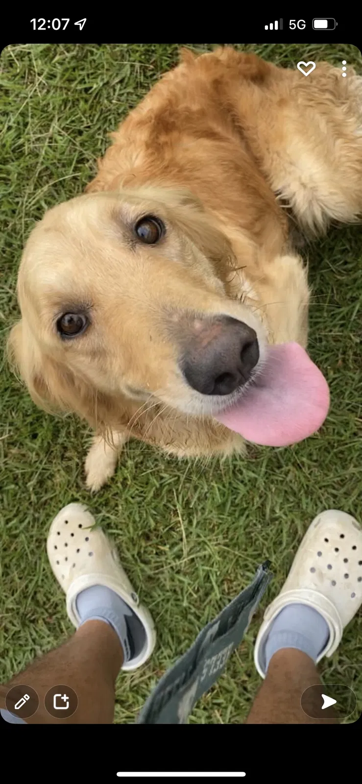 Lost dog in Satsuma, AL, 36572