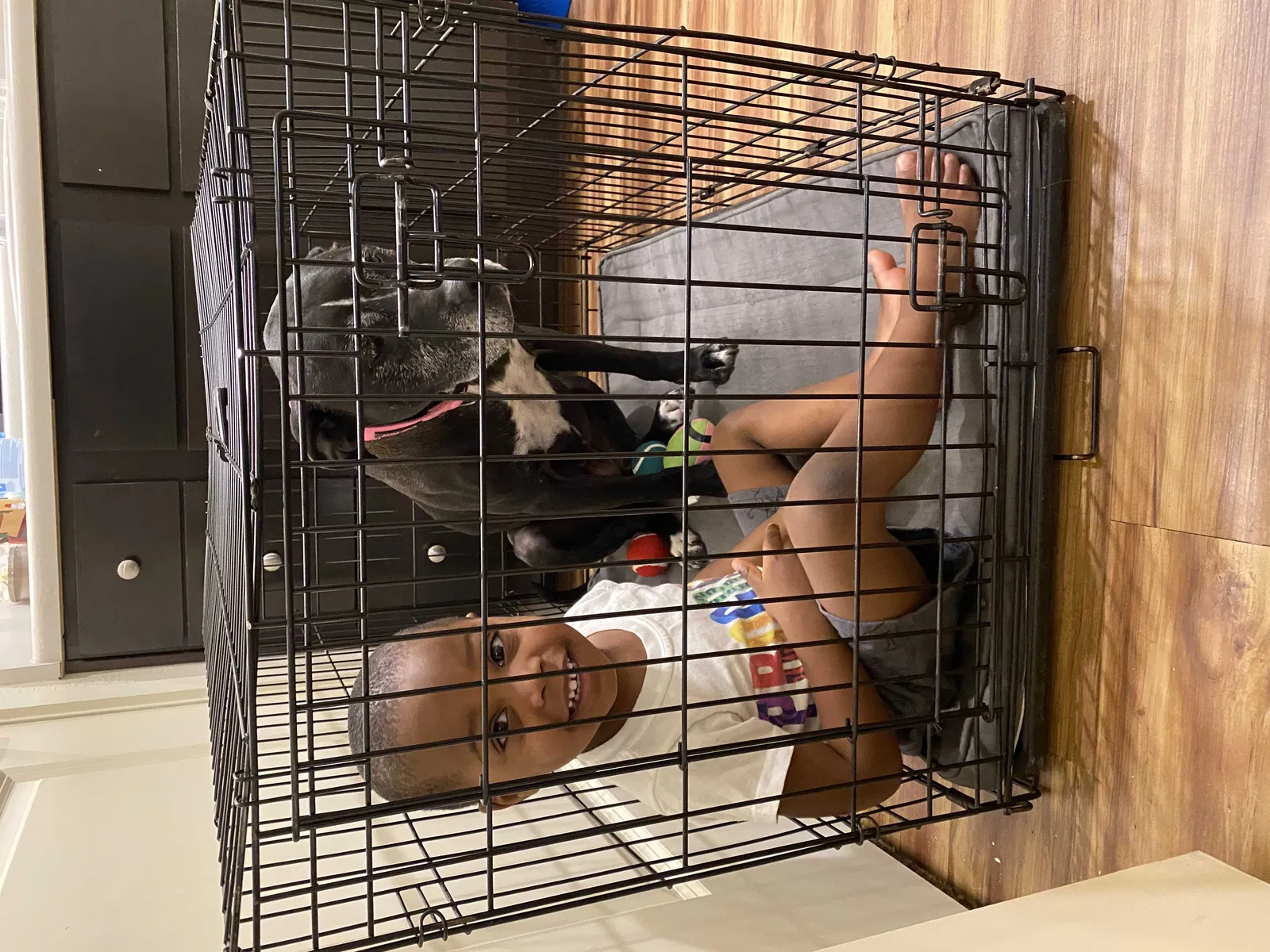 Lost dog in Crowley, TX, 76036