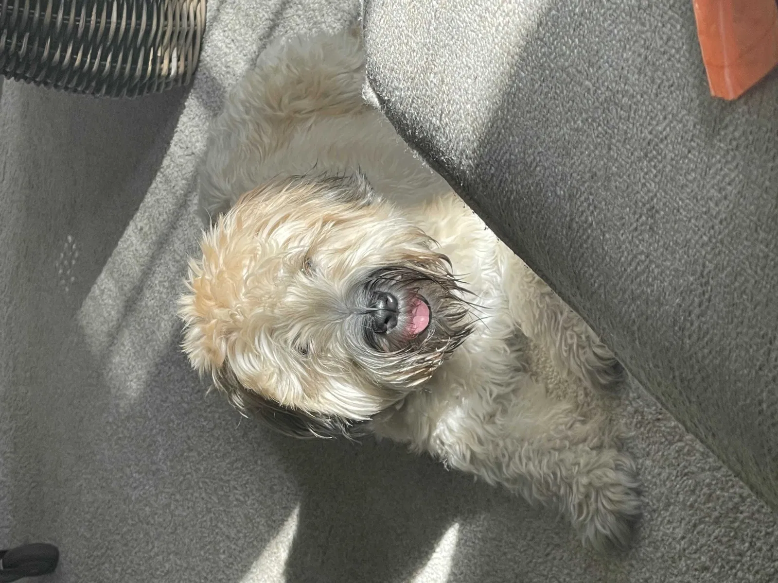 Lost dog in Troy, MI, 48084