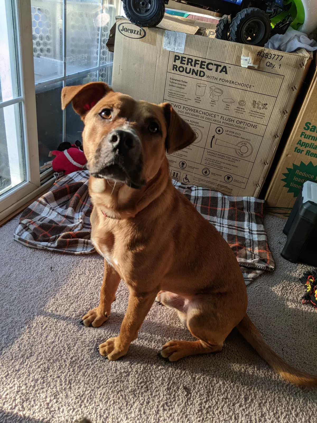 Found dog in Bethel, NC, 27812