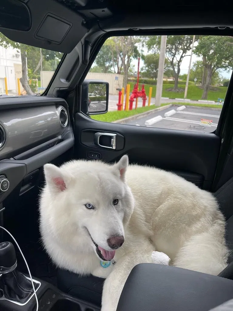 Lost dog in Homestead, FL, 33030