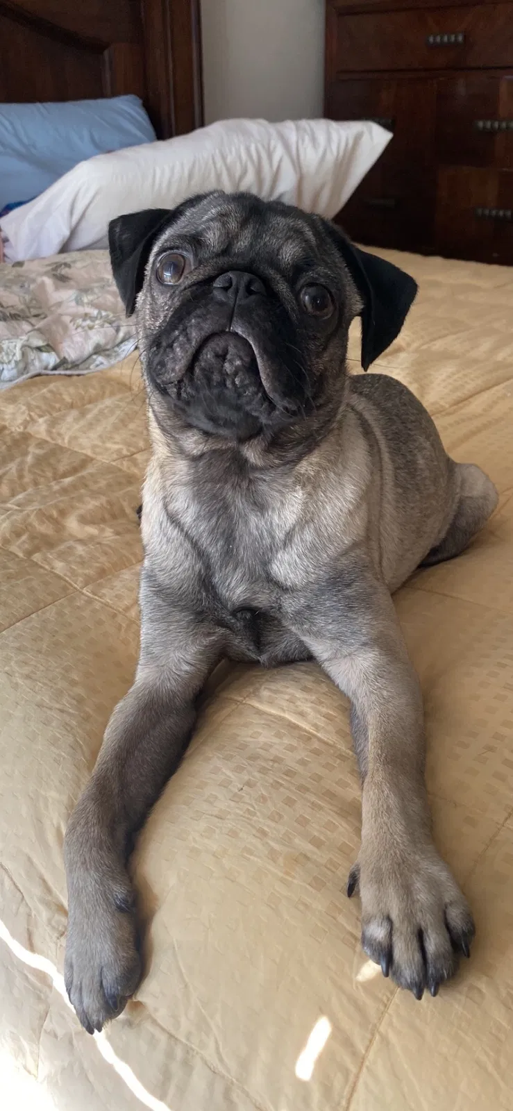 Lost dog in San Antonio, TX, 78221