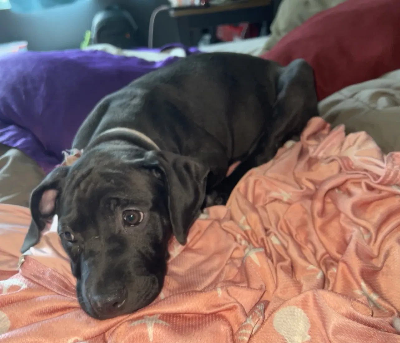Lost dog in Jacksonville, FL, 32218