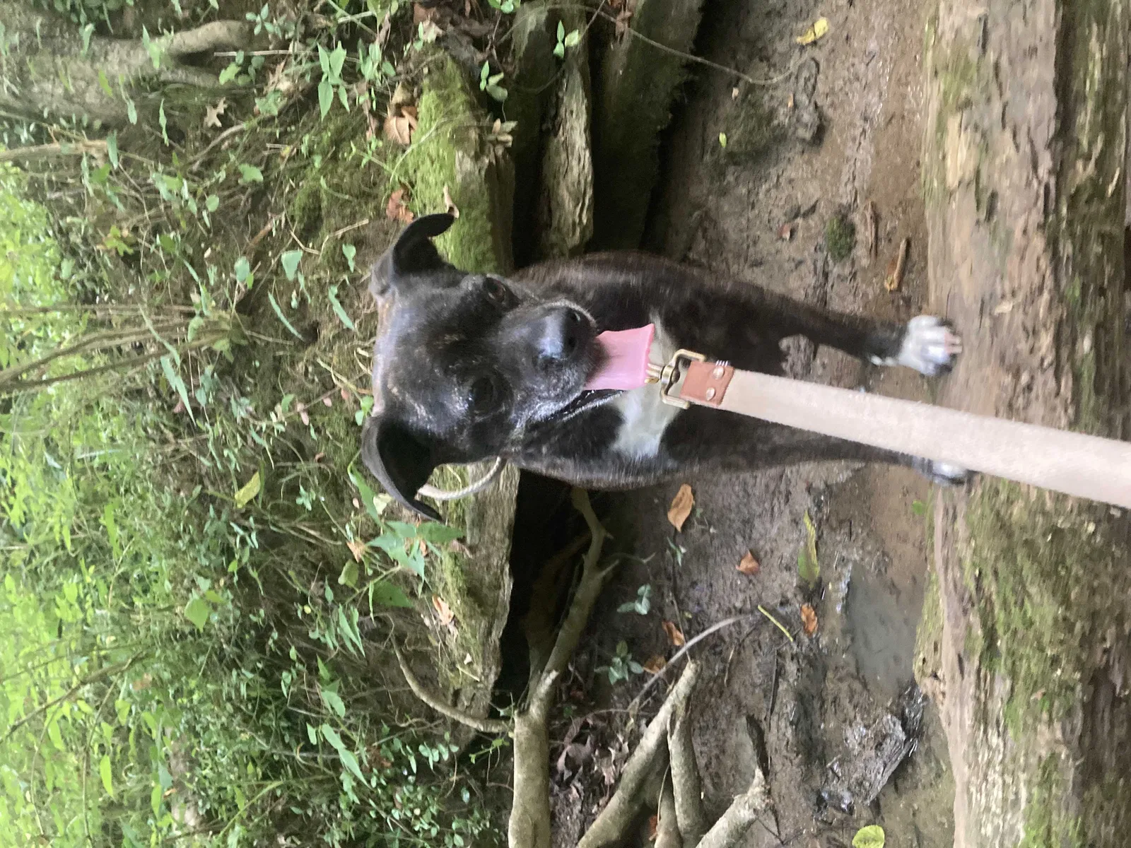 Lost dog in Cincinnati, OH, 45233