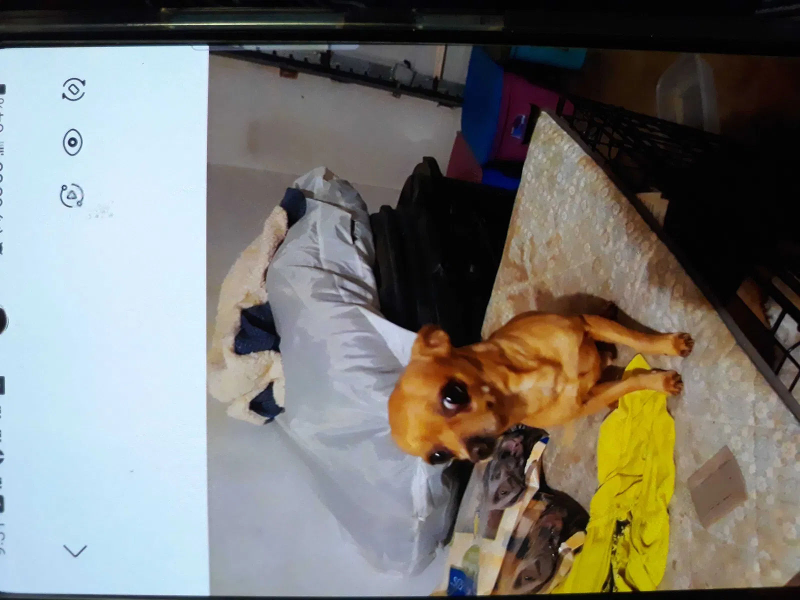 Lost dog in Cleburne, TX, 76033