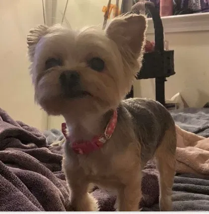 Lost dog in Austin, TX, 78748