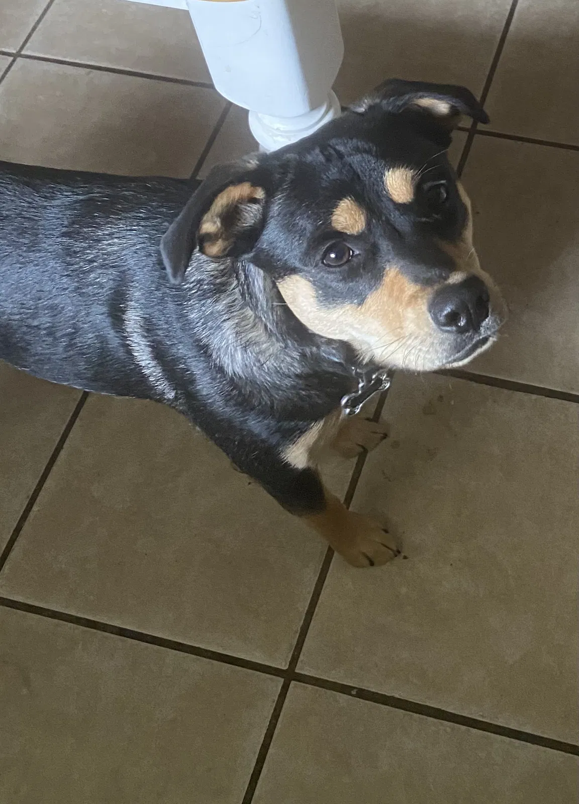 Lost dog in Abilene, TX, 79603