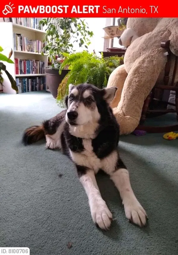 Lost dog in San Antonio, TX, 78250