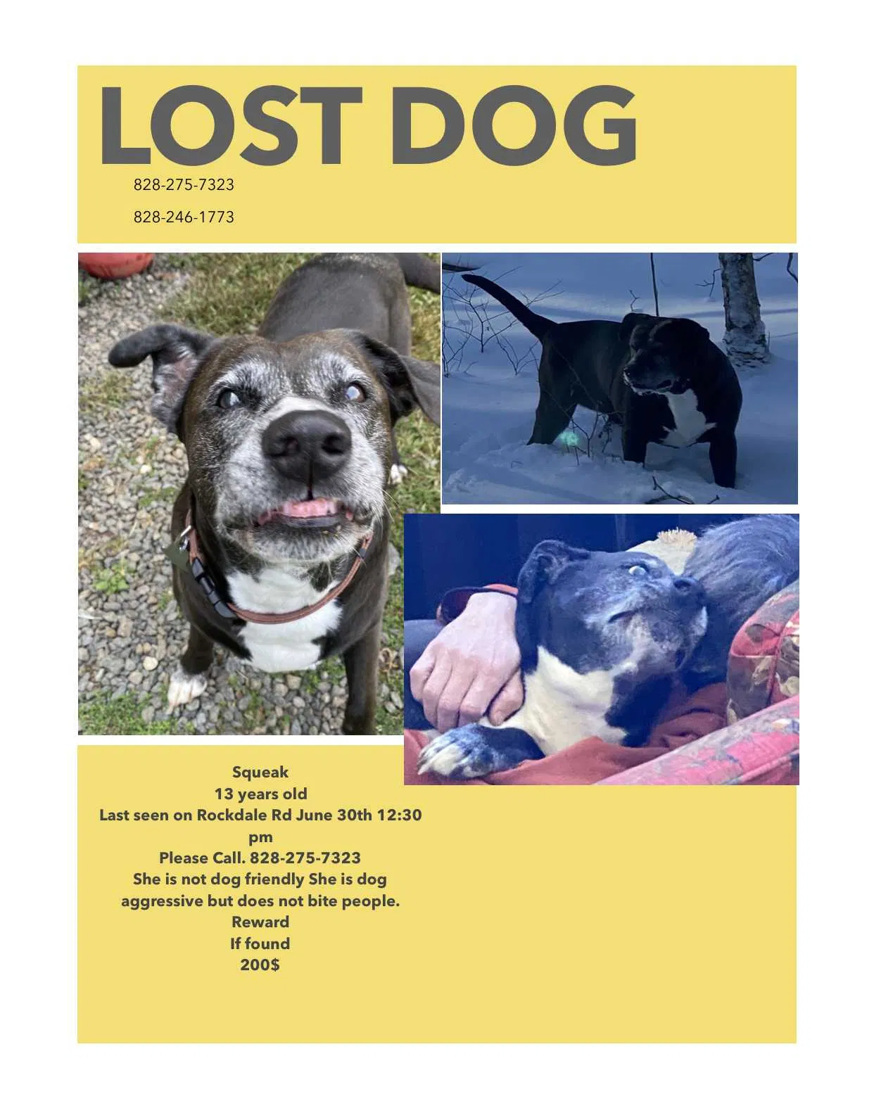 Lost dog in Bakersville, NC, 28705