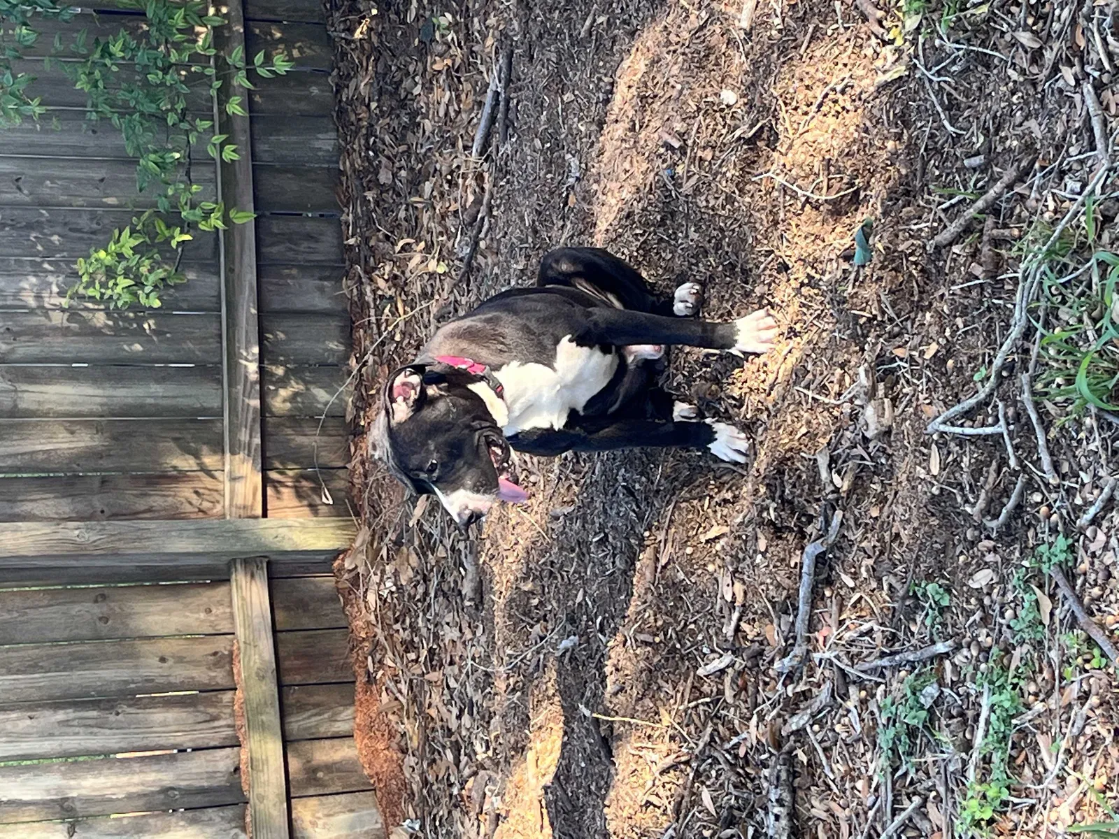 Lost dog in Sandia, TX, 78383