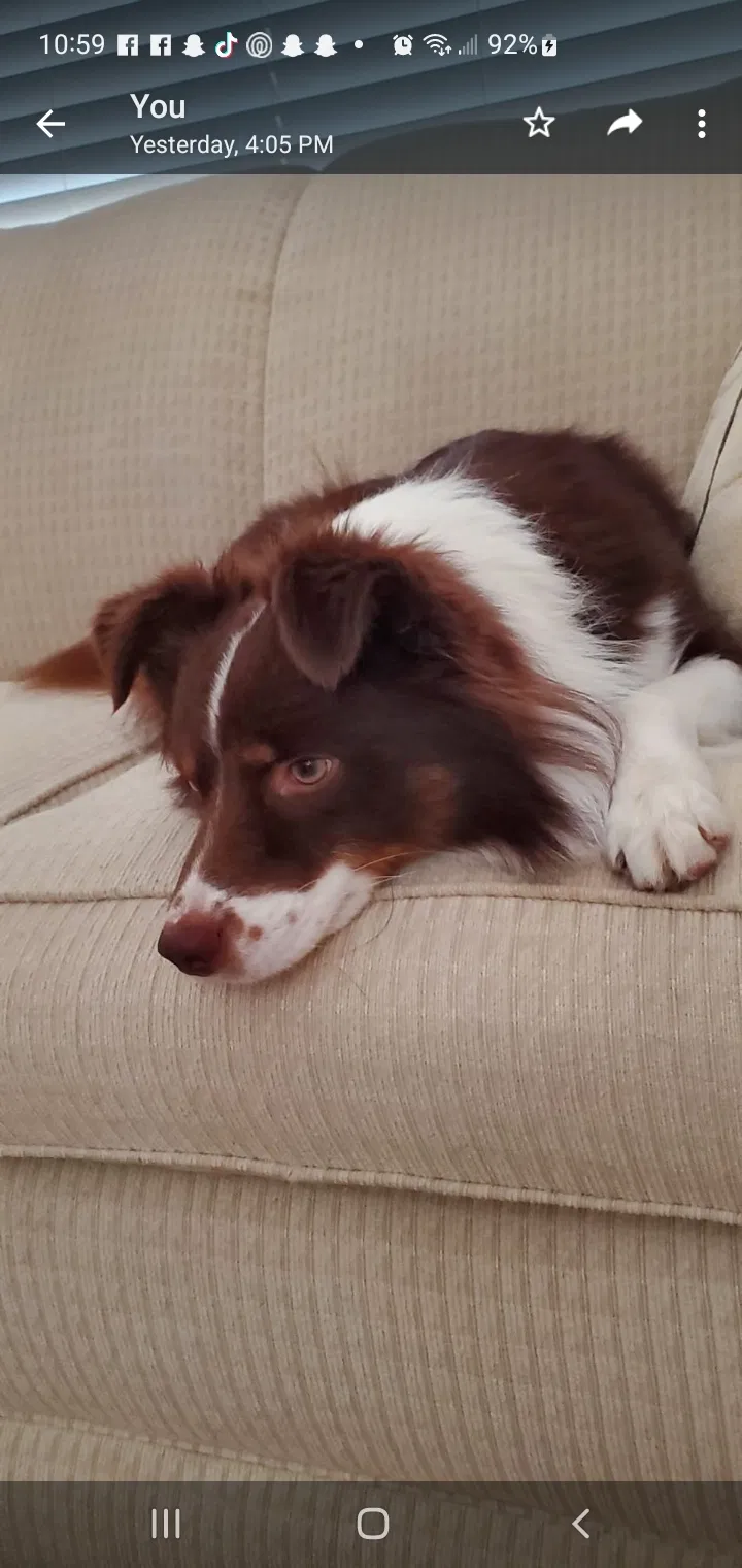 Lost dog in Orlando, FL, 32827