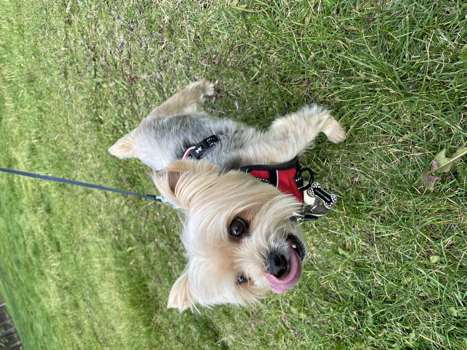 Lost dog in Colorado Springs, CO, 80917